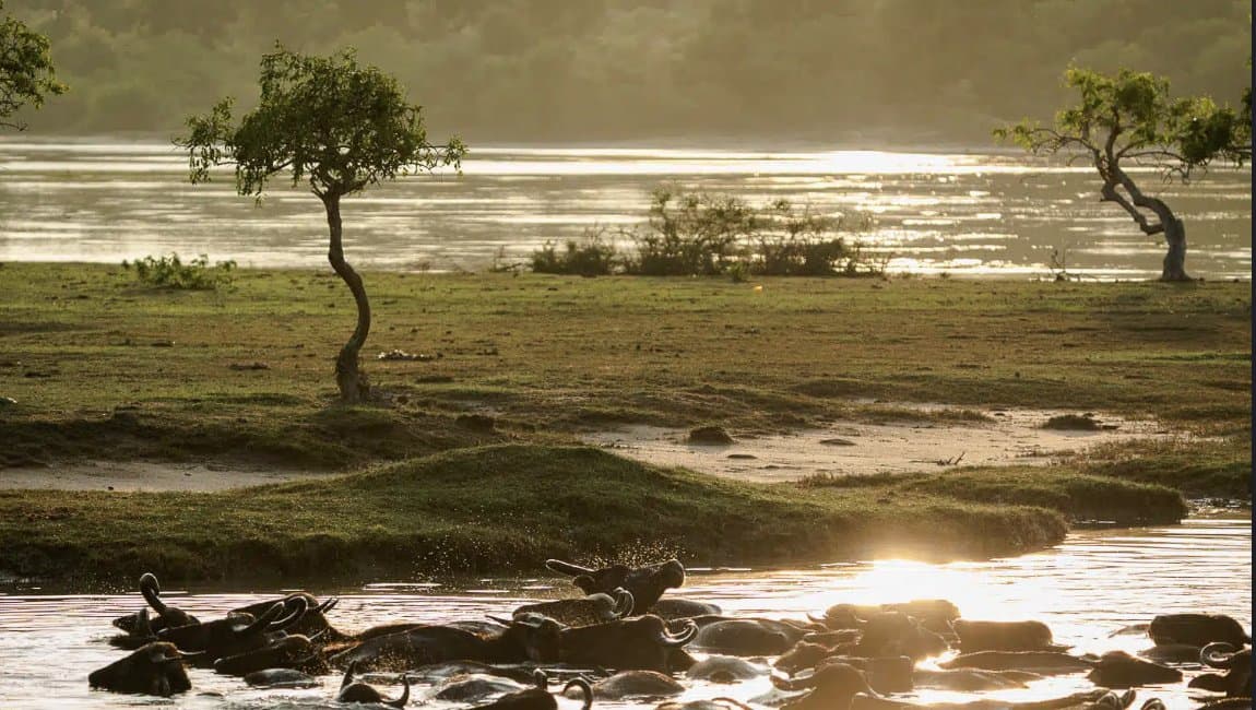 Yala National Park photo 3
